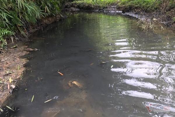 nước sạch sông đà bị nhiễm bẩn
